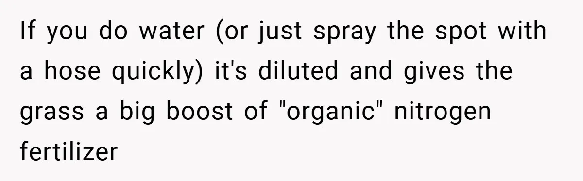 If you do water (or just spray the spot with a hose quickly) it's diluted and gives the grass a big boost of "organic" nitrogen fertilizer
