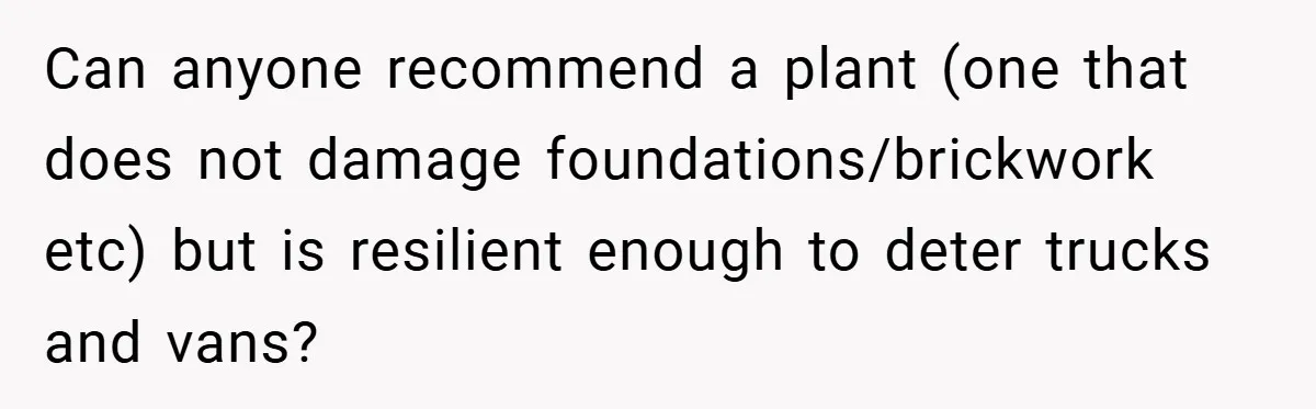 Can anyone recommend a plant (one that does not damage foundations/brickwork etc) but is resilient enough to deter trucks and vans?