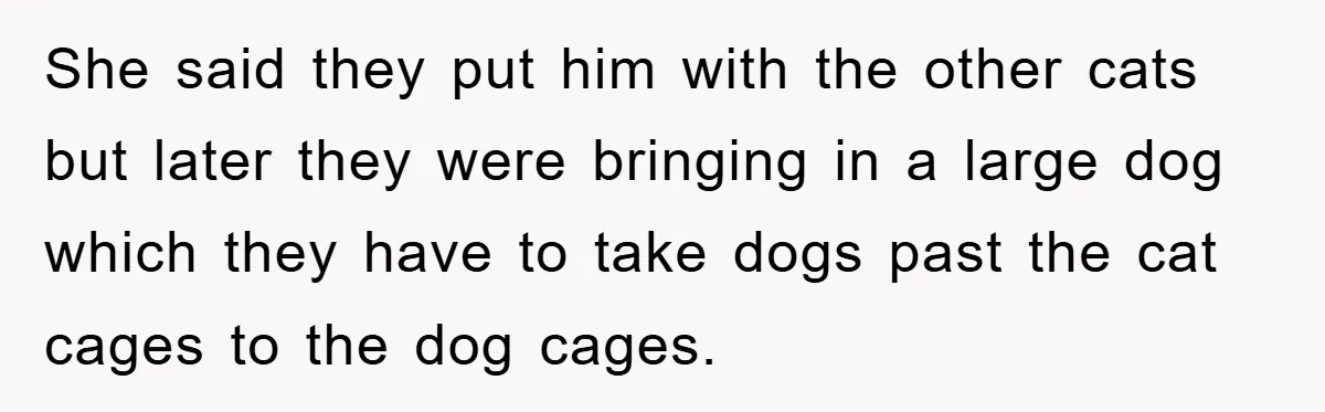 Man Refuses To Rehome His Cat, Allergic Pregnant Wife Contributes To The Pet's Death, Causing Grief She said they put him with the other cats but later they were bringing in a large dog which they have to take dogs past the cat cages to the...