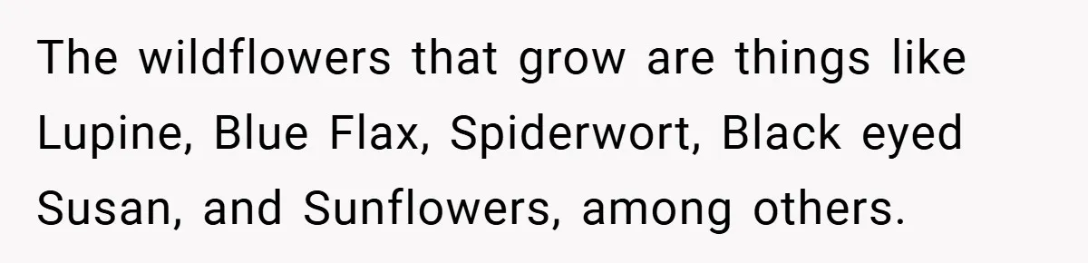 The wildflowers that grow are things like Lupine, Blue Flax, Spiderwort, Black eyed Susan, and Sunflowers, among others.