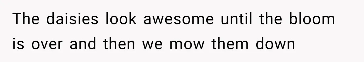 The daisies look awesome until the bloom is over and then we mow them down