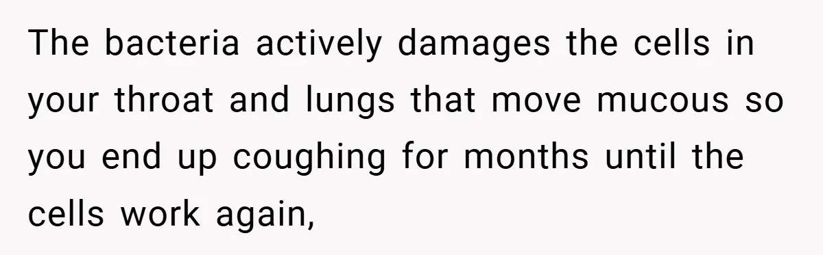 The bacteria actively damages the cells in your throat and lungs that move mucous so you end up coughing for months until the cells work again,