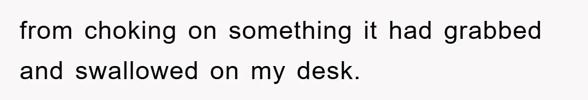 from choking on something it had grabbed and swallowed on my desk.