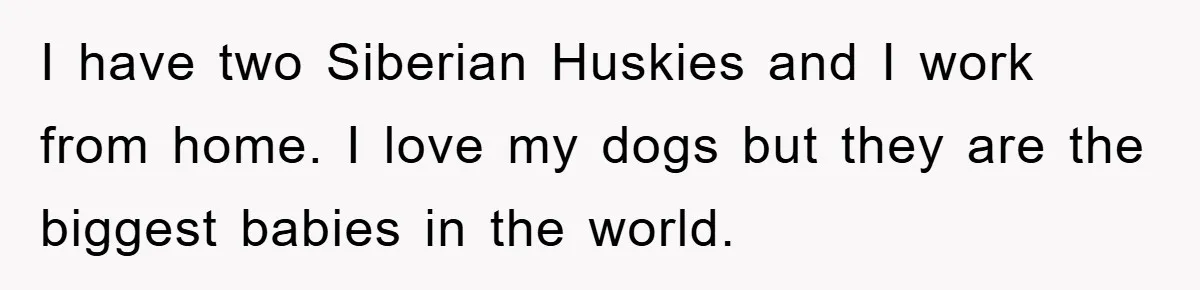 I have two Siberian Huskies and I work from home. I love my dogs but they are the biggest babies in the world.