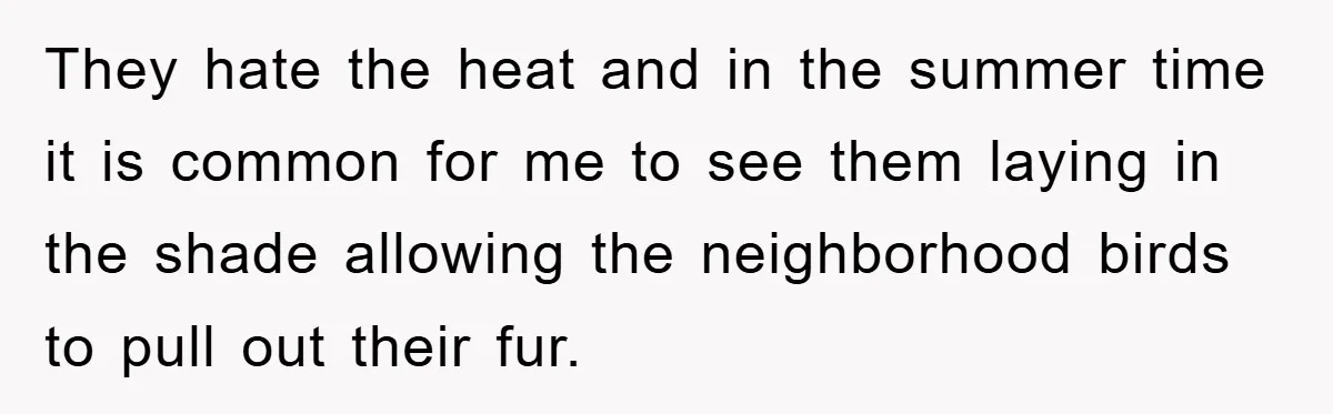 They hate the heat and in the summer time it is common for me to see them laying in the shade allowing the neighborhood birds to pull out their fur.