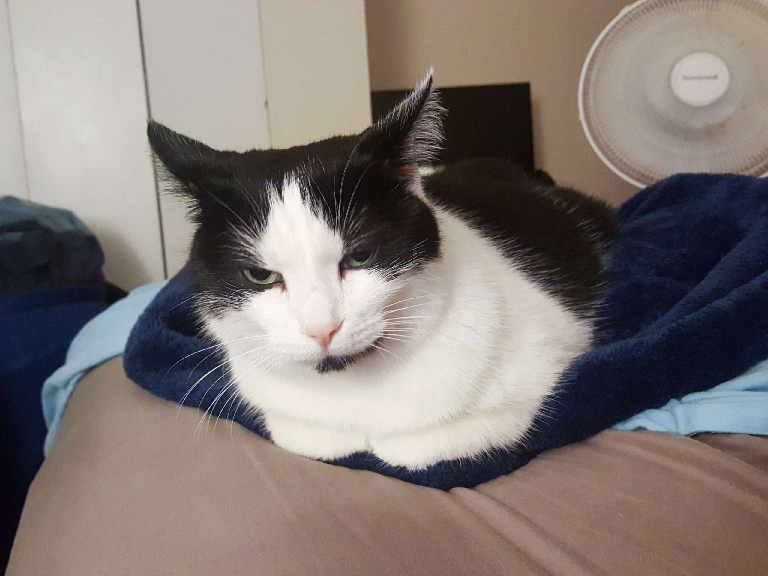 Man Gifts His Sister A Picture Of His Dog After She Gives Him A Tapestry Of Her Kids, Is He In The Wrong?