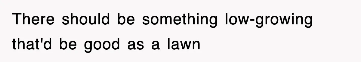 There should be something low-growing that'd be good as a lawn