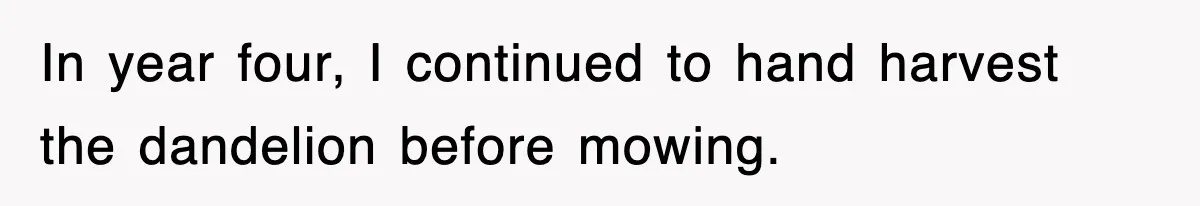 In year four, I continued to hand harvest the dandelion before mowing.