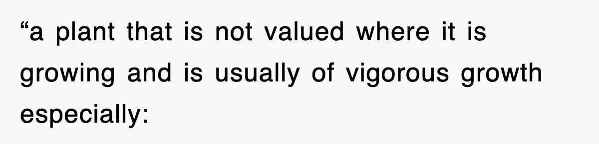 “a plant that is not valued where it is growing and is usually of vigorous growth especially:
