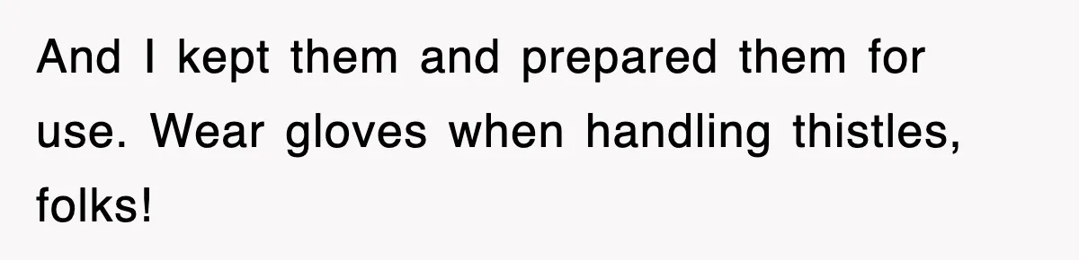 And I kept them and prepared them for use. Wear gloves when handling thistles, folks!