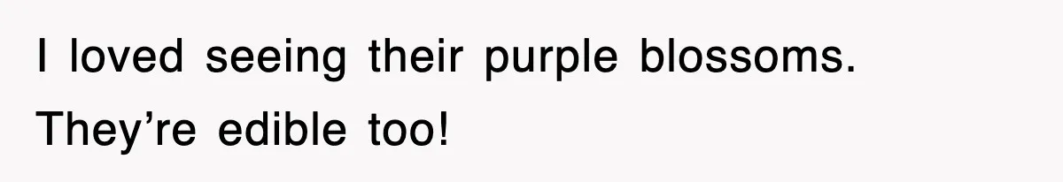 I loved seeing their purple blossoms. They’re edible too!