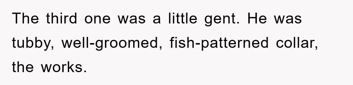The third one was a little gent. He was tubby, well-groomed, fish-patterned collar, the works.