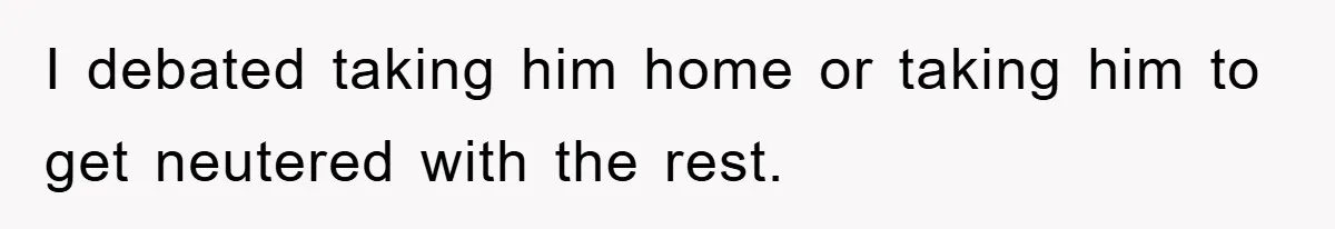I debated taking him home or taking him to get neutered with the rest.