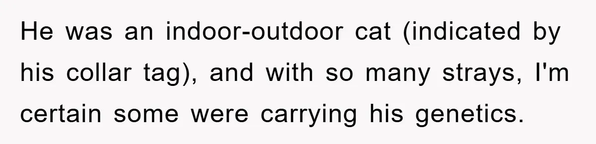 He was an indoor-outdoor cat (indicated by his collar tag), and with so many strays, I'm certain some were carrying his genetics.