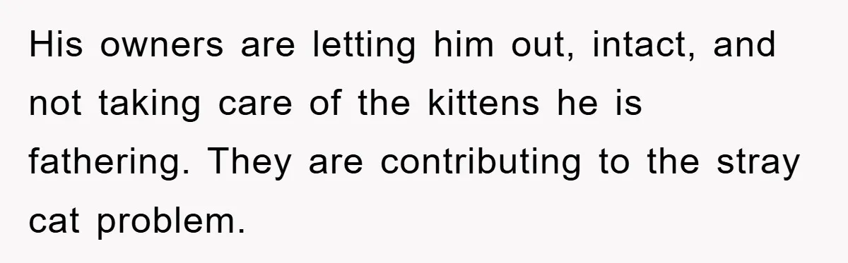 His owners are letting him out, intact, and not taking care of the kittens he is fathering. They are contributing to the stray cat problem.