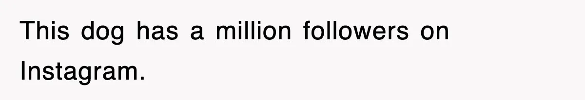 This dog has a million followers on Instagram.