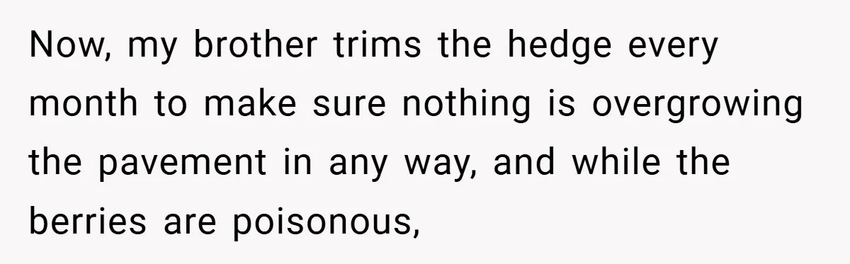 Now, my brother trims the hedge every month to make sure nothing is overgrowing the pavement in any way, and while the berries are poisonous,