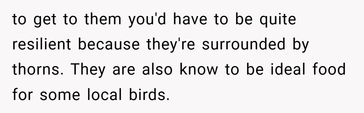 to get to them you'd have to be quite resilient because they're surrounded by thorns. They are also know to be ideal food for some local birds.