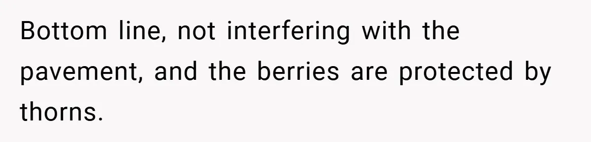 Bottom line, not interfering with the pavement, and the berries are protected by thorns.