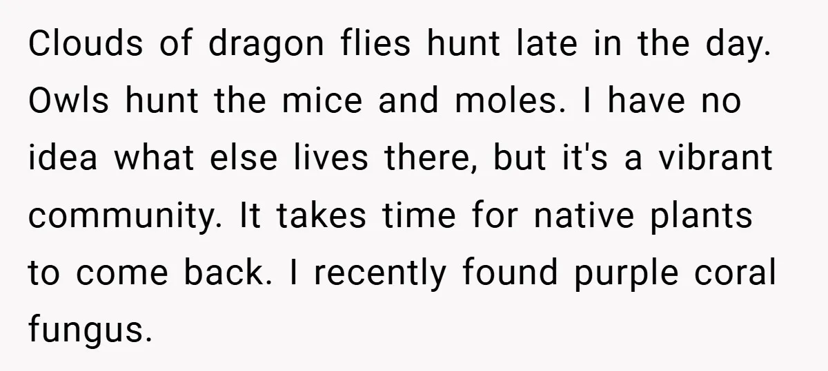 Clouds of dragon flies hunt late in the day. Owls hunt the mice and moles. I have no idea what else lives there, but it's a vibrant community. It takes...