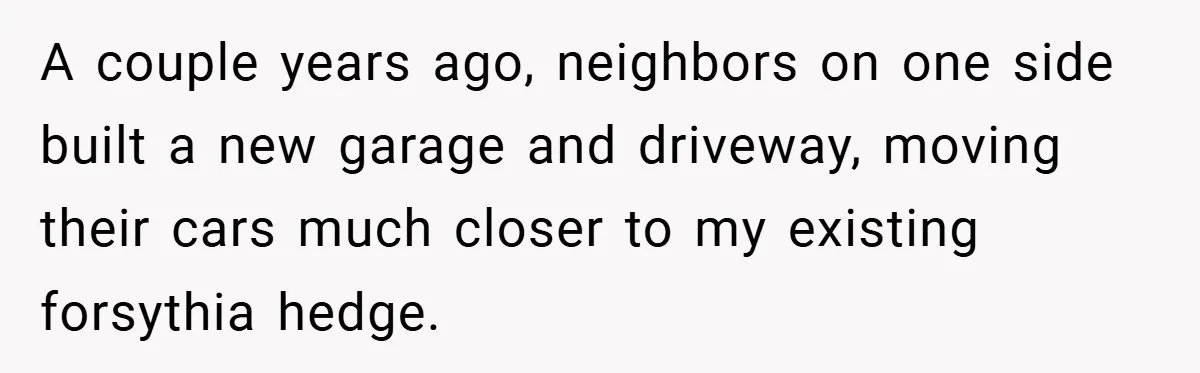 A couple years ago, neighbors on one side built a new garage and driveway, moving their cars much closer to my existing forsythia hedge.