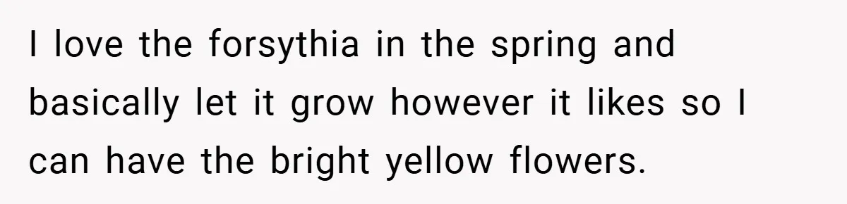 I love the forsythia in the spring and basically let it grow however it likes so I can have the bright yellow flowers.