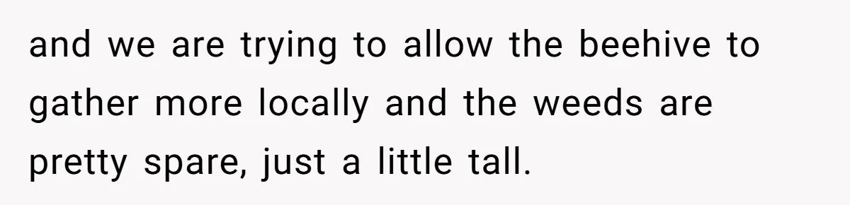and we are trying to allow the beehive to gather more locally and the weeds are pretty spare, just a little tall.