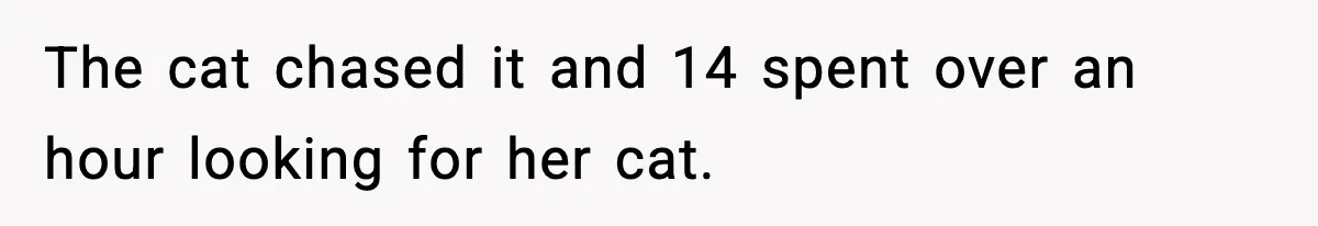 The cat chased it and 14 spent over an hour looking for her cat.