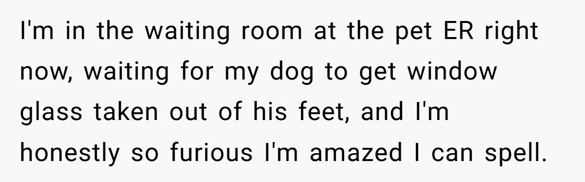 I'm in the waiting room at the pet ER right now, waiting for my dog to get window glass taken out of his feet, and I'm honestly so furious I'm...