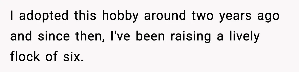 I adopted this hobby around two years ago and since then, I've been raising a lively flock of six.