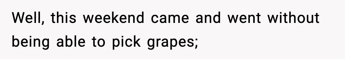 Well, this weekend came and went without being able to pick grapes;