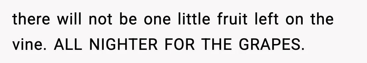 there will not be one little fruit left on the vine. ALL NIGHTER FOR THE GRAPES.