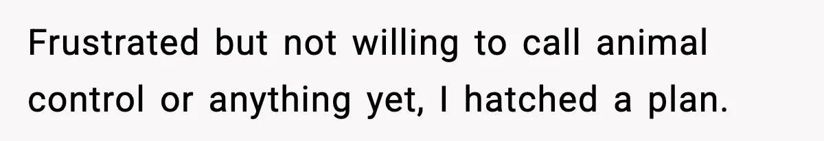 Frustrated but not willing to call animal control or anything yet, I hatched a plan.