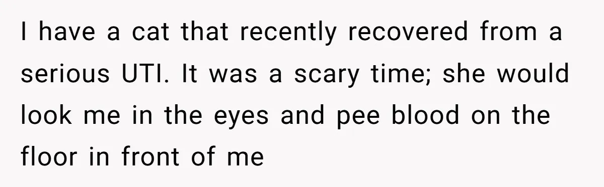 I have a cat that recently recovered from a serious UTI. It was a scary time; she would look me in the eyes and pee blood on the floor in...