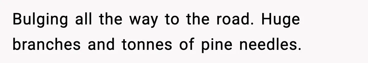 Bulging all the way to the road. Huge branches and tonnes of pine needles.