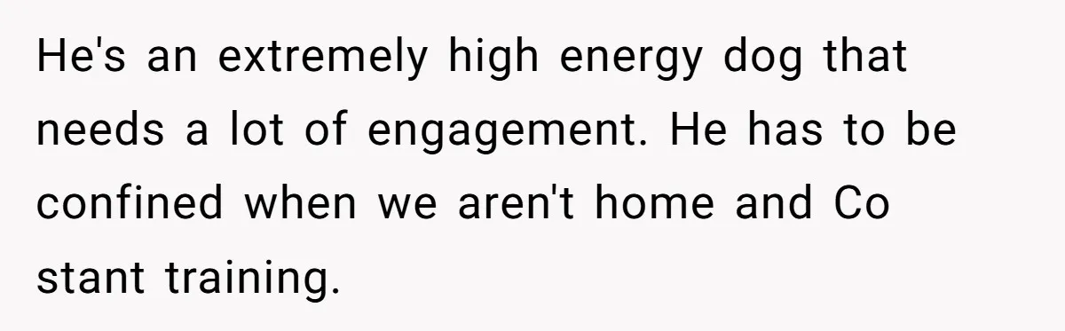 He's an extremely high energy dog that needs a lot of engagement. He has to be confined when we aren't home and Co stant training.