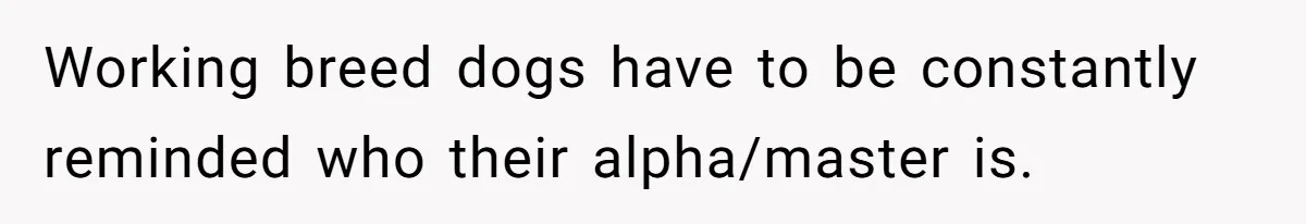 Working breed dogs have to be constantly reminded who their alpha/master is.