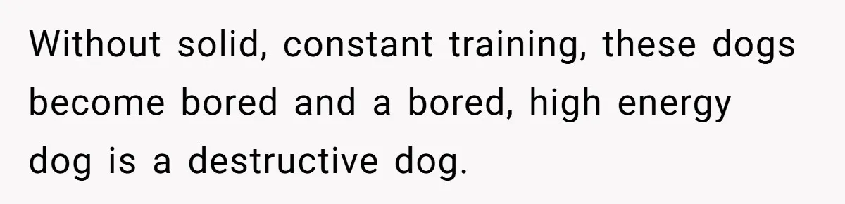 Without solid, constant training, these dogs become bored and a bored, high energy dog is a destructive dog.