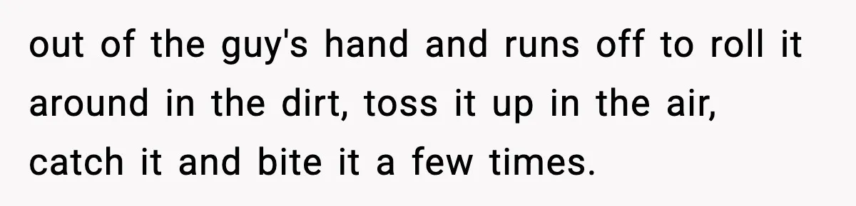 out of the guy's hand and runs off to roll it around in the dirt, toss it up in the air, catch it and bite it a few times.