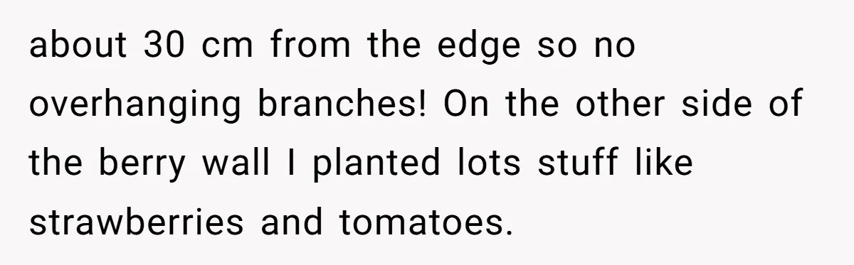 about 30 cm from the edge so no overhanging branches! On the other side of the berry wall I planted lots stuff like strawberries and tomatoes.
