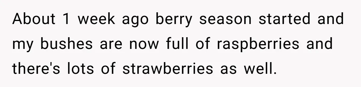 About 1 week ago berry season started and my bushes are now full of raspberries and there's lots of strawberries as well.