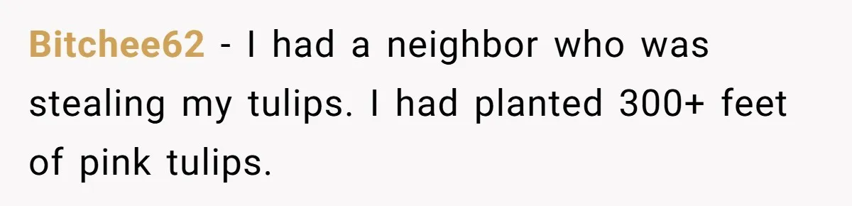 Bitchee62 − I had a neighbor who was stealing my tulips. I had planted 300+ feet of pink tulips.