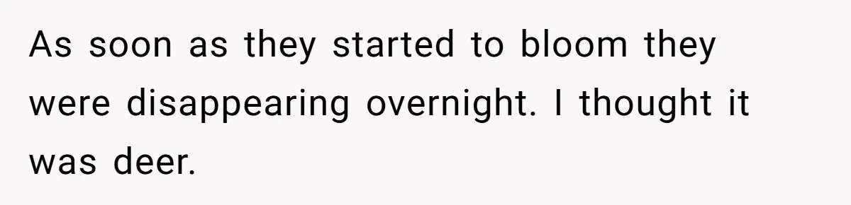 As soon as they started to bloom they were disappearing overnight. I thought it was deer.