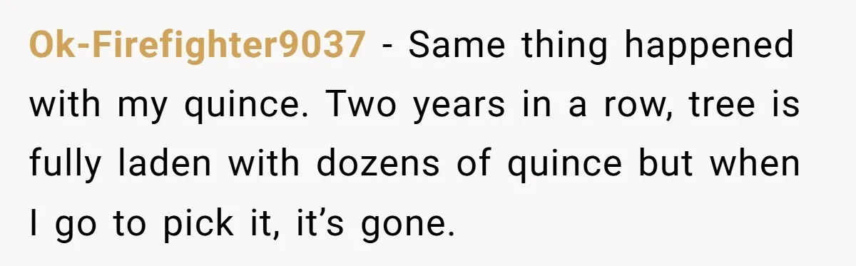 Ok-Firefighter9037 − Same thing happened with my quince. Two years in a row, tree is fully laden with dozens of quince but when I go to pick it, it’s gone.