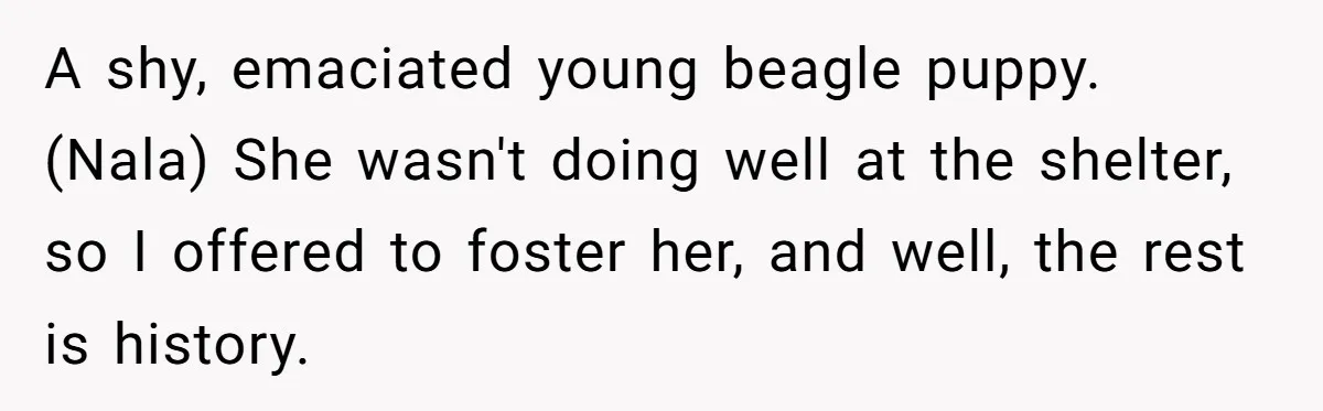 A shy, emaciated young beagle puppy. (Nala) She wasn't doing well at the shelter, so I offered to foster her, and well, the rest is history.