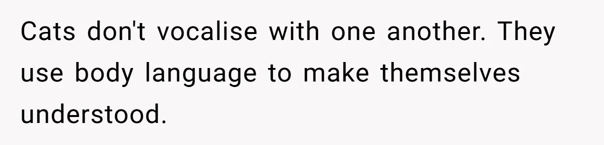 Cats don't vocalise with one another. They use body language to make themselves understood.