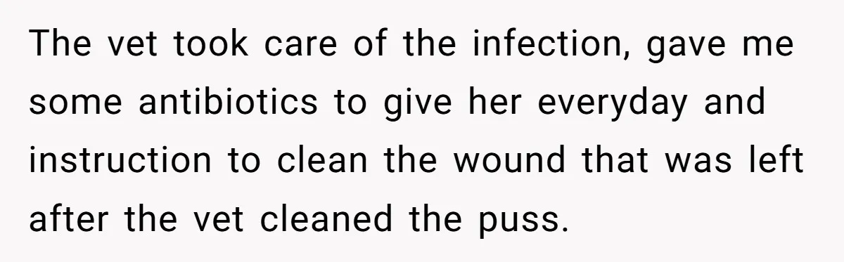 He Said He Loved Dogs. Then He “Lost” Her Senior Pup Milo. The Truth Broke the Internet. The vet took care of the infection, gave me some antibiotics to give her everyday and instruction to clean the wound that was left after the vet cleaned the puss.