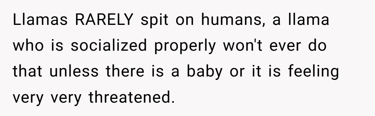 Teenagers Antagonized a Llama - and the Employee Let Nature Handle the Consequences Llamas RARELY spit on humans, a llama who is socialized properly won't ever do that unless there is a baby or it is feeling very very threatened.