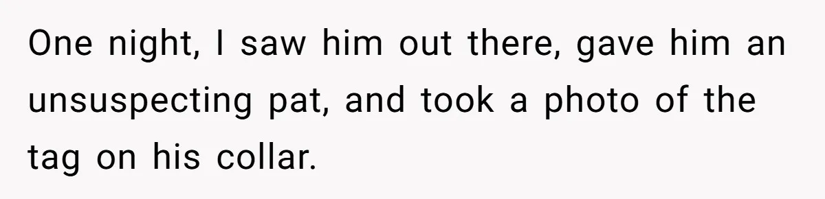 One night, I saw him out there, gave him an unsuspecting pat, and took a photo of the tag on his collar.
