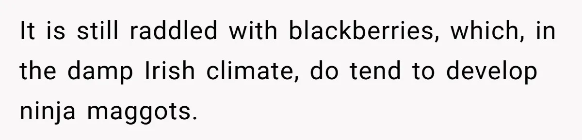 Teacher Steals Kids’ Blackberries, Cooks Pie In Class, And Then Eats It Herself—Here’s What Happened It is still raddled with blackberries, which, in the damp Irish climate, do tend to develop ninja maggots.